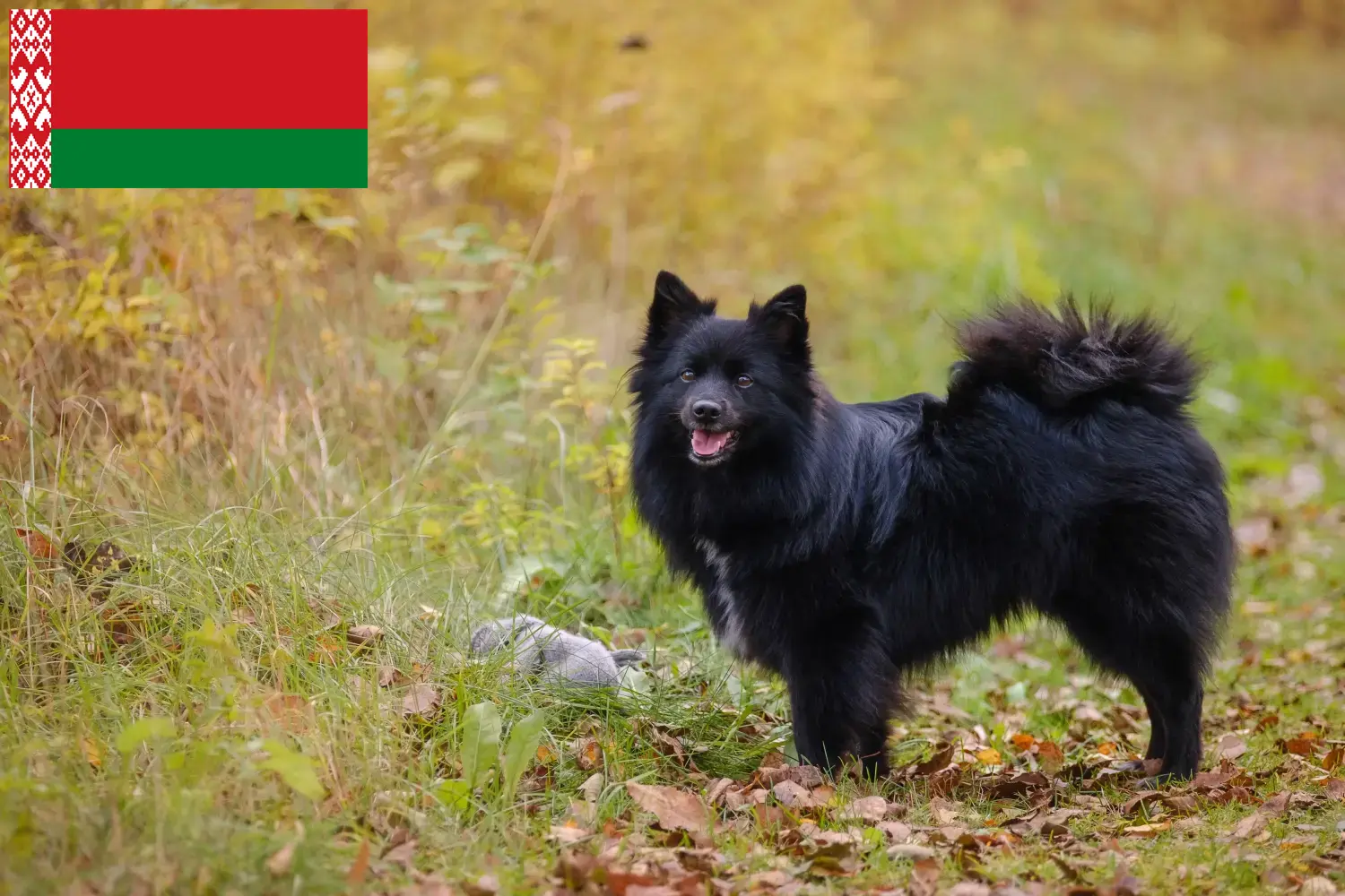 Mehr über den Artikel erfahren Spitz Züchter und Welpen in Belarus