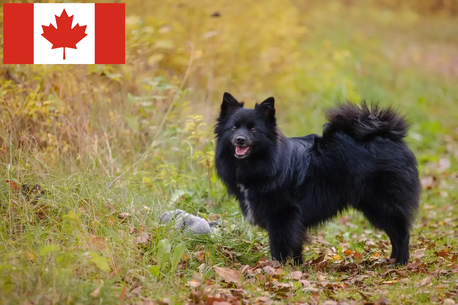 Mehr über den Artikel erfahren Spitz Züchter und Welpen in Kanada