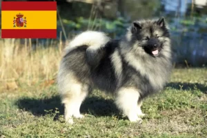 Mehr über den Artikel erfahren Spitz Züchter und Welpen in Spanien