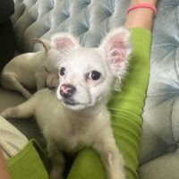 Kleine Wuschelige Spitz/Chihuahua Dame