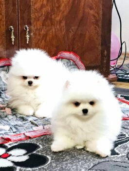 Pomeranian schneeweiß Teddybär mit Stammbaum