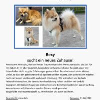 Rexy sucht ein neues Zuhause